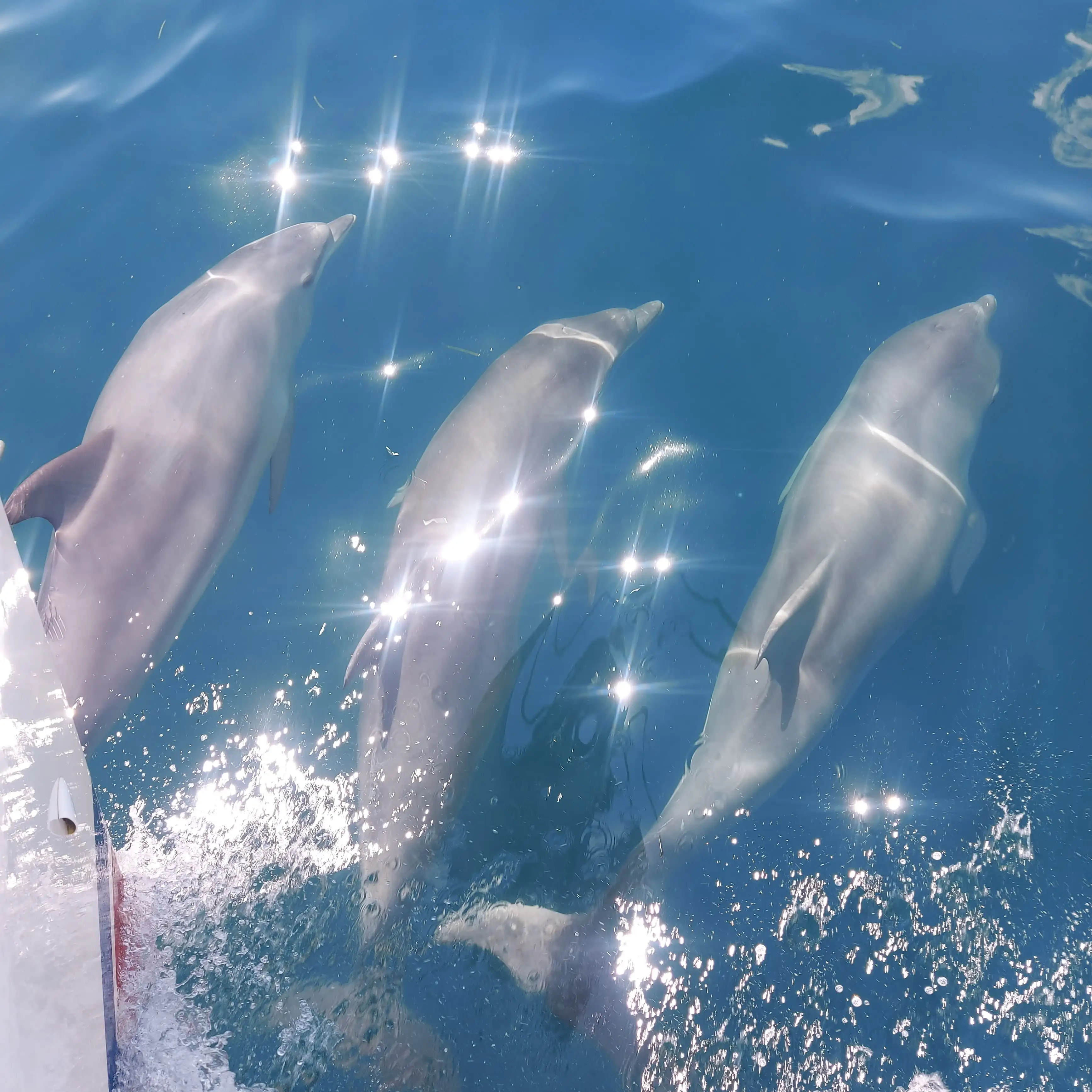Dolphin at the Black Sea